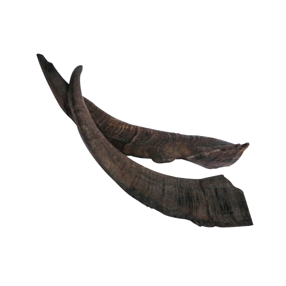 Goat Horn